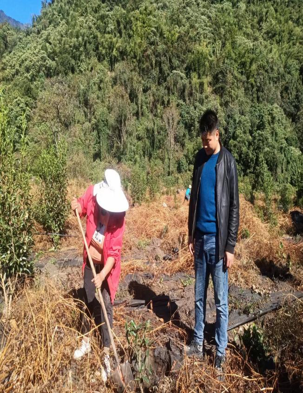 关于墨脱县茶叶提质增效项目有序推进--巴迪茶园完成补种工作的消息(4)