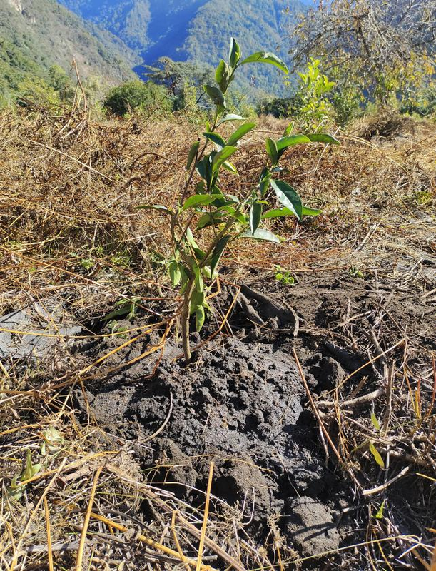 关于墨脱县茶叶提质增效项目有序推进--巴迪茶园完成补种工作的消息(5)