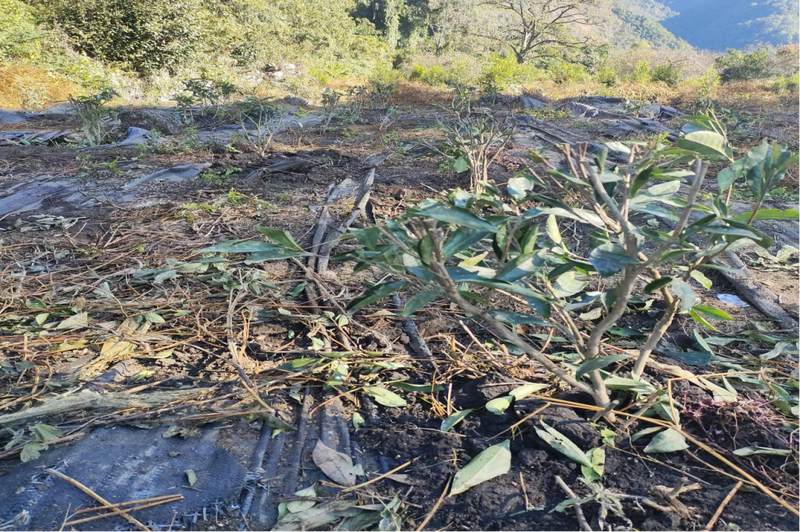 关于墨脱县茶叶提质增效项目有序推进--巴迪茶园完成补种工作的消息(7)