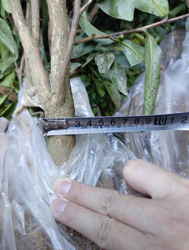 关于墨脱县茶叶提质增效项目有序推进--巴迪茶园完成补种工作的消息(2)