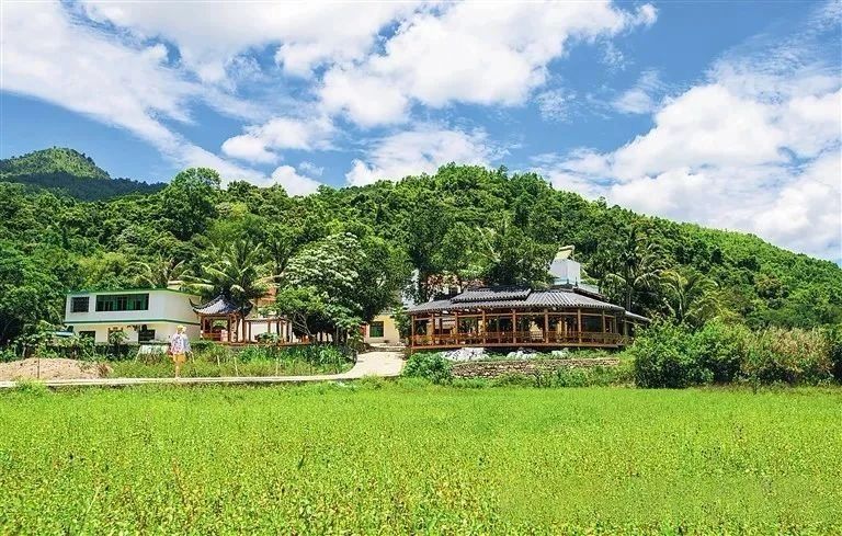 关于五指山市水满乡毛纳村依靠茶产业让日子过的非常美的内容