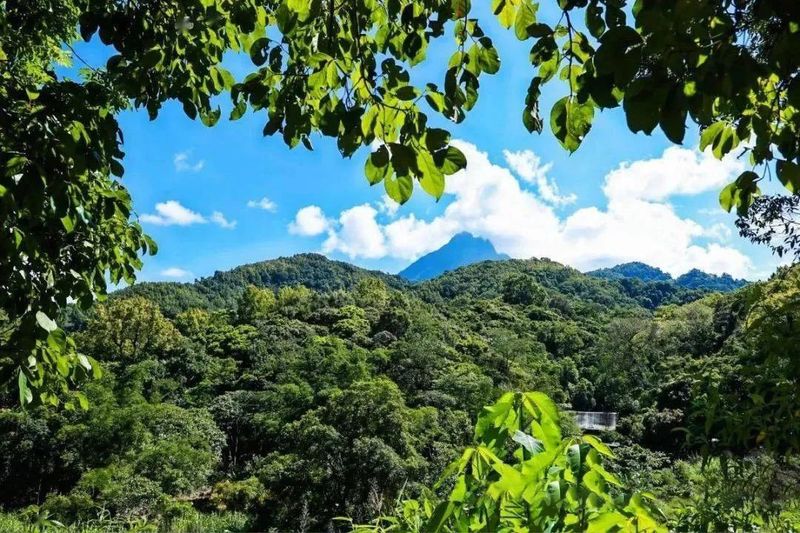 关于五指山市水满乡毛纳村依靠茶产业让日子过的非常美的内容(2)