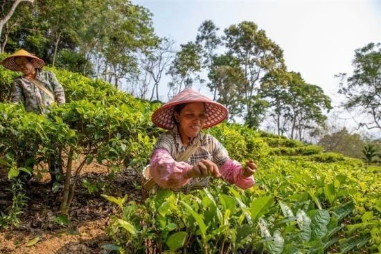 关于五指山市水满乡毛纳村依靠茶产业让日子过的非常美的内容(1)