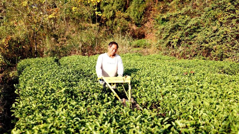 有关于凤冈：“双有机”育出生态茶  干净茶的信息(3)