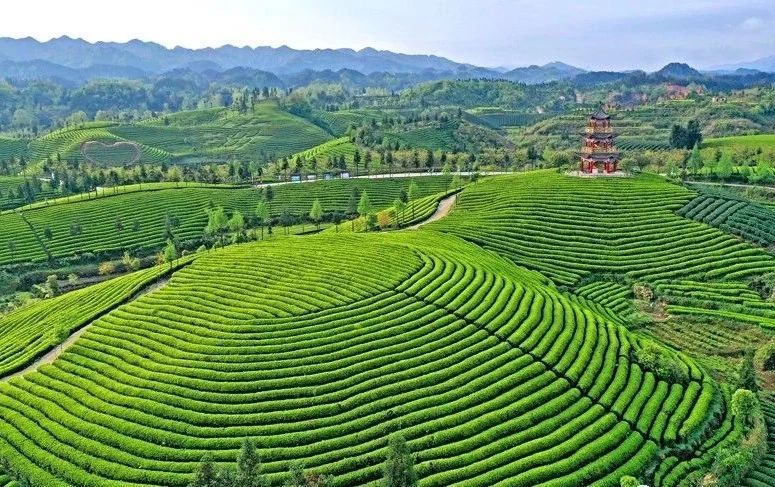 有关于凤冈：“双有机”育出生态茶  干净茶的信息