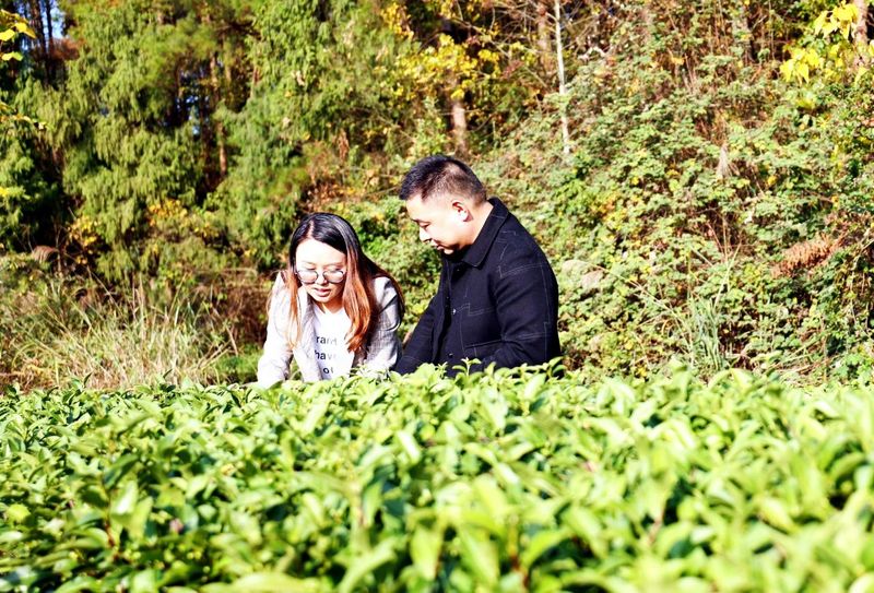 有关于凤冈：“双有机”育出生态茶  干净茶的信息(2)