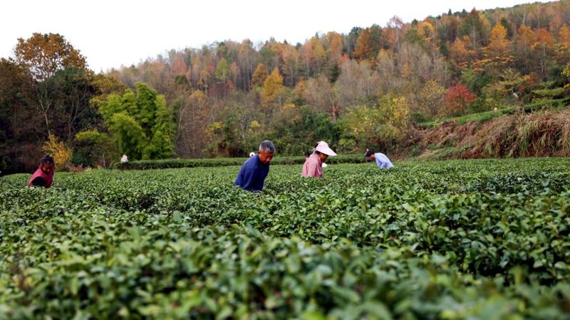 有关于凤冈：“双有机”育出生态茶  干净茶的信息(1)