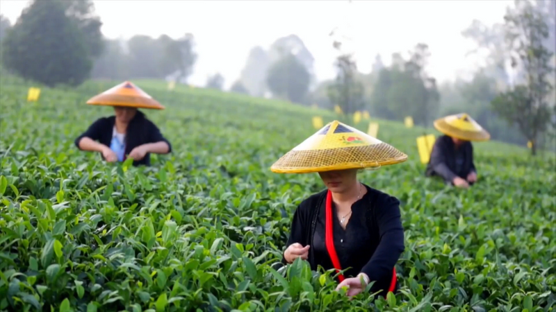 有关于凤冈：“双有机”育出生态茶  干净茶的信息(5)