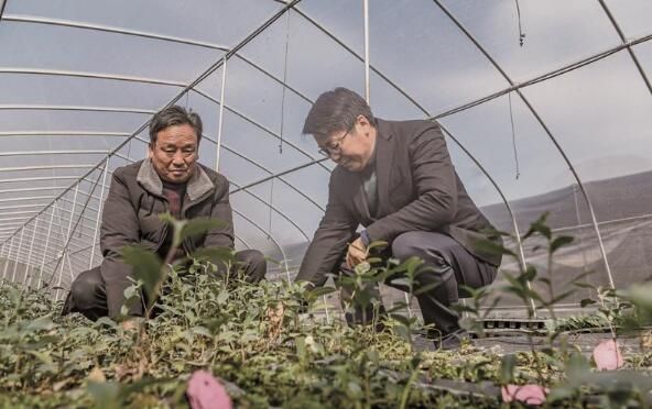有关于无锡市繁育良种茶苗成果斐然的相关内容