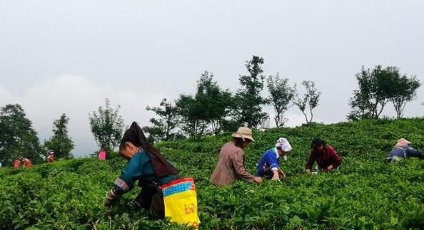 关于普安县联盟村:早作“茶文章” 好念“致富经”的消息(3)