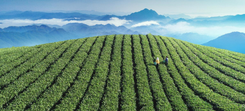 关于重奖引领茶产业发展 柘荣县兑现80余万茶产业奖补资金的资讯