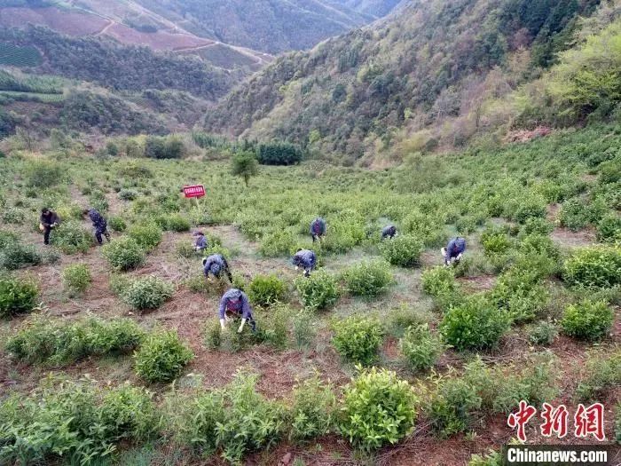 关于这,就是江西茶!的资讯(1)