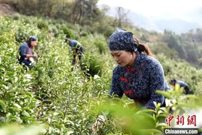 关于这,就是江西茶!的资讯