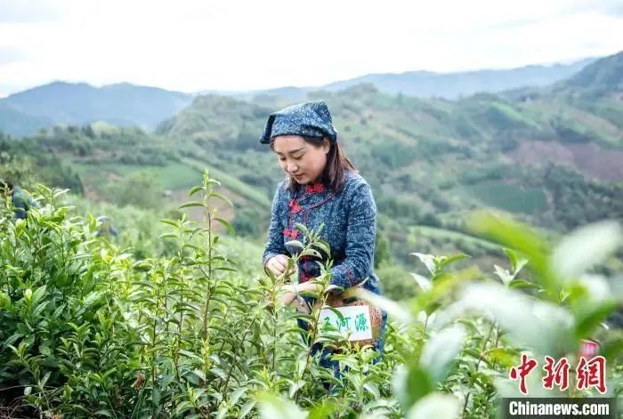 关于这,就是江西茶!的资讯(12)