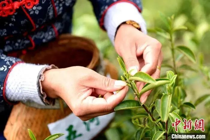 关于这,就是江西茶!的资讯(5)