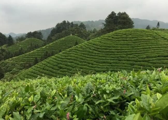 有关于西江千户苗寨茶文旅融合：“小茶叶”变身乡村振兴“大产业”的内容