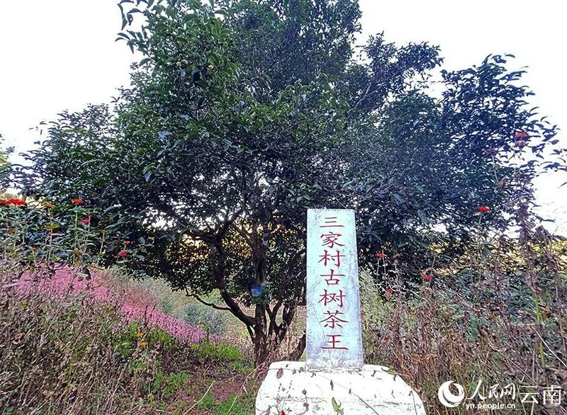 关于楚雄南华县：“野生菌之乡”的茶产业也不赖的相关内容(1)