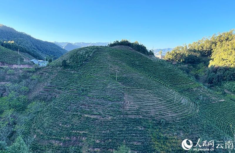 关于楚雄南华县：“野生菌之乡”的茶产业也不赖的相关内容