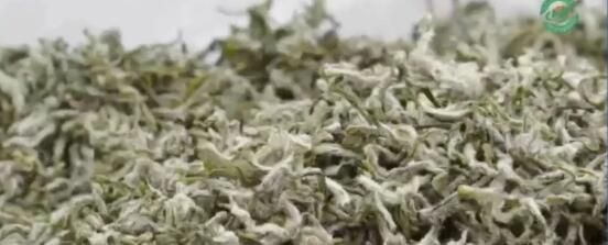 有关于“中国茶”申遗成功，都匀毛尖茶制作技艺榜上有名！贵州茶如何抢抓机遇？的资讯(3)