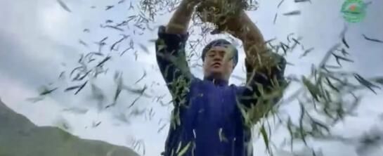 有关于“中国茶”申遗成功，都匀毛尖茶制作技艺榜上有名！贵州茶如何抢抓机遇？的资讯(4)