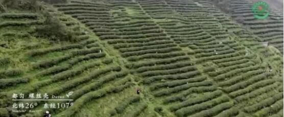 有关于“中国茶”申遗成功，都匀毛尖茶制作技艺榜上有名！贵州茶如何抢抓机遇？的资讯(2)