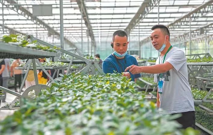 关于湖北唯一！恩施市成为2022茶叶品牌建设示范县域！的内容(2)