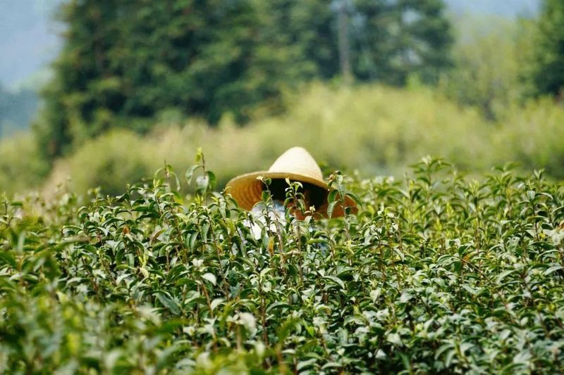 关于茶产业振兴走上正轨，申遗成功的新闻(4)