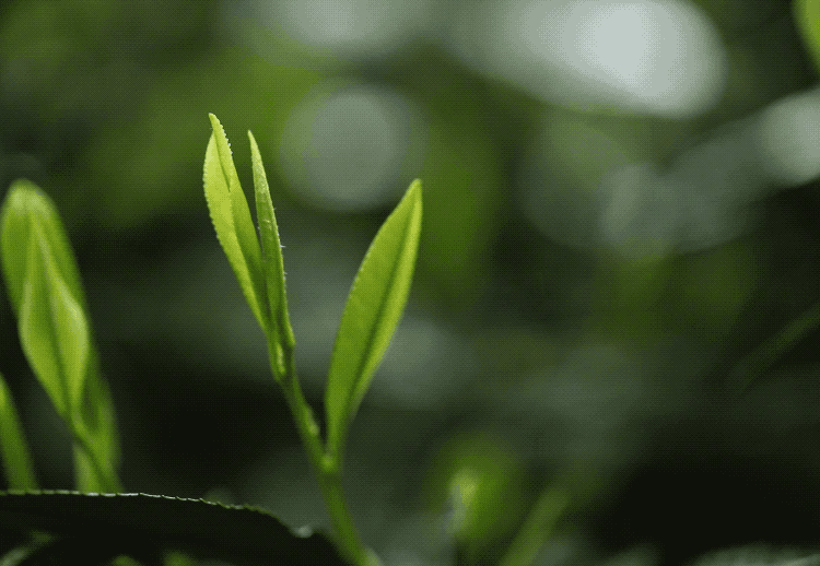 关于茶产业振兴走上正轨，申遗成功的新闻(3)
