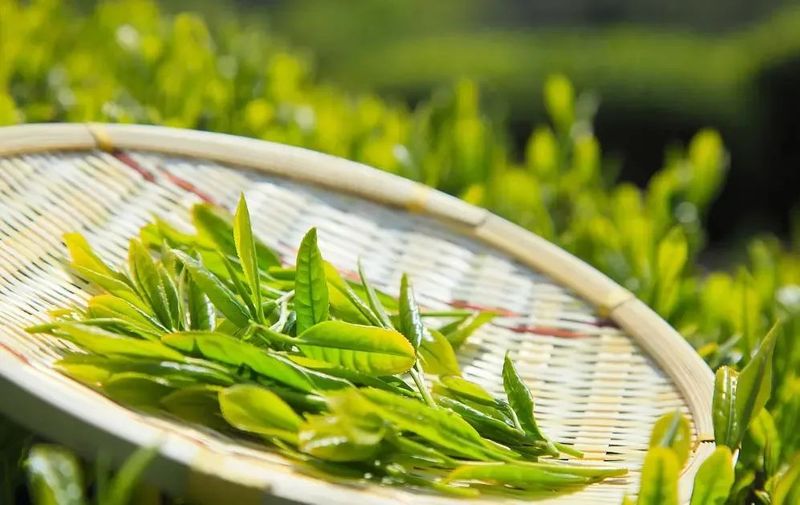 关于茶产业振兴走上正轨，申遗成功的新闻(2)