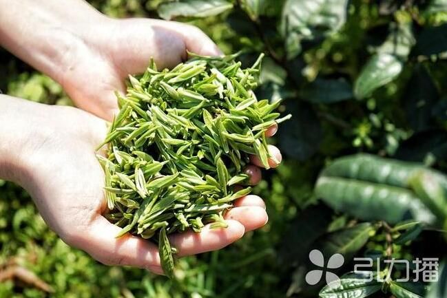 有关于“茶”通古今誉中外,氤氲里“品”大国风韵的内容