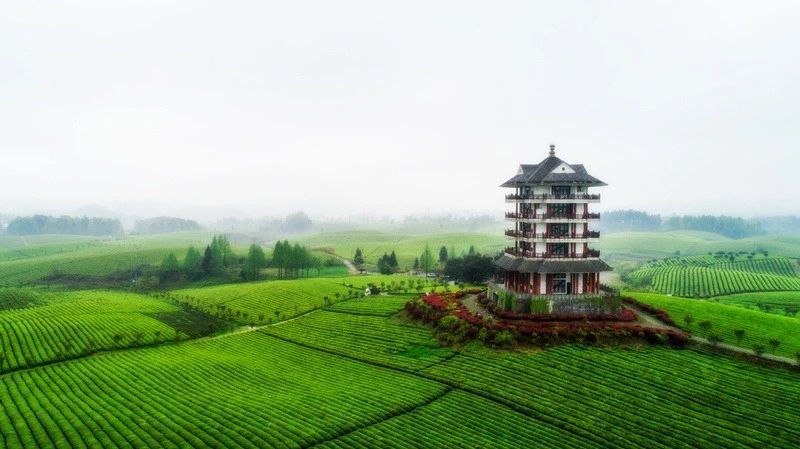 有关于遵义:书写茶文章 擦亮茶旅融合新招牌的资讯(1)