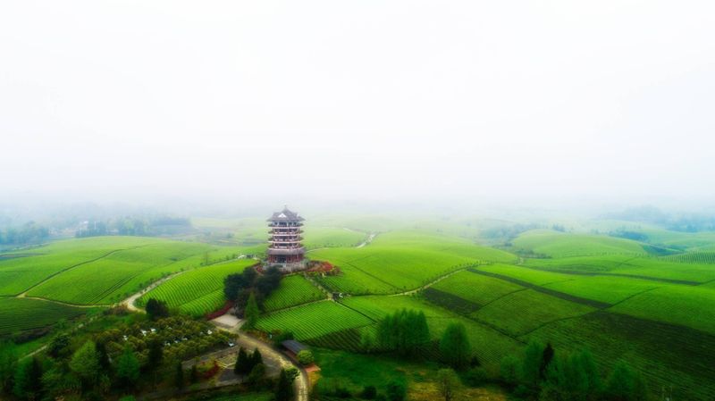 有关于遵义:书写茶文章 擦亮茶旅融合新招牌的资讯