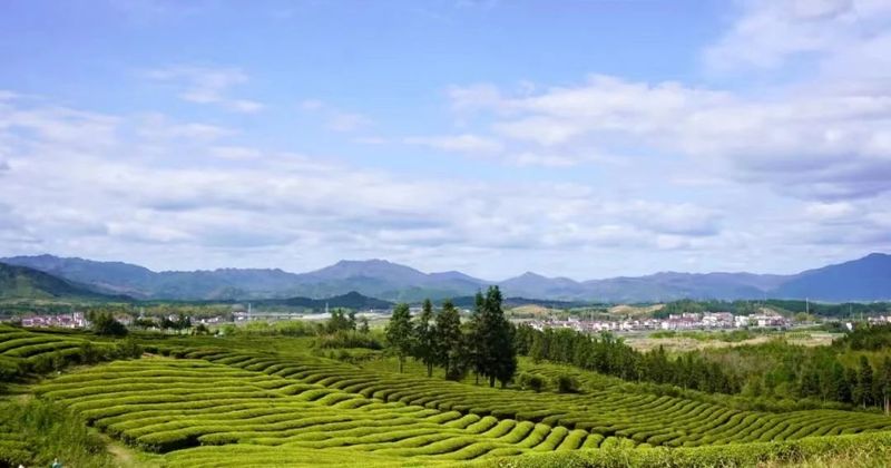 关于浮梁县再获“中国茶叶百强县”“茶业品牌建设示范县”荣誉称号的内容(1)