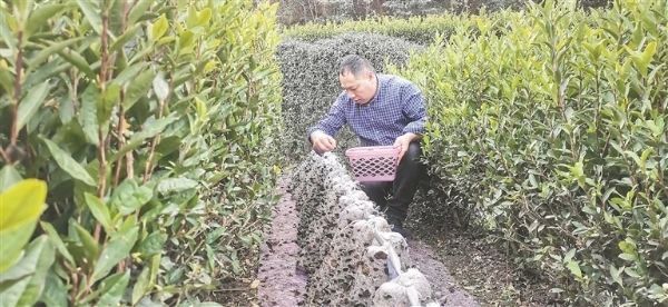 关于茶园套种黑木耳助农增收的相关内容