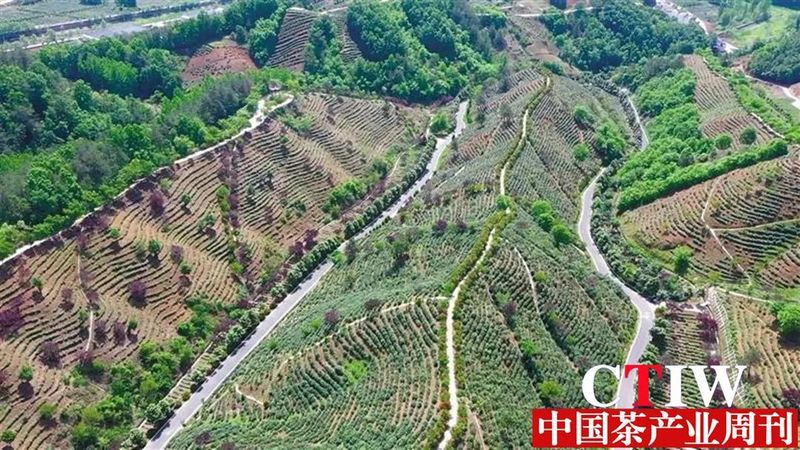 关于陕西:商南“茶文章”越做越大的内容