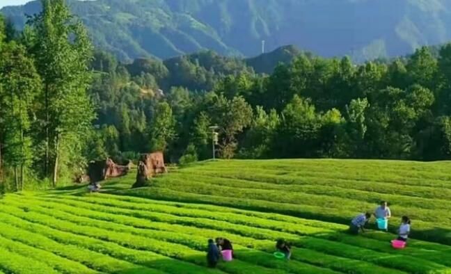 有关于湖南红茶“十大产品品牌”之天画罗坪石门红茶：力将青山绣画屏的内容(1)