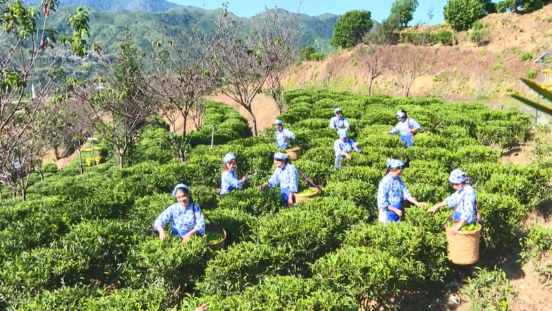 有关于大埔2家茶企入围全国茶业百强榜单的信息(2)