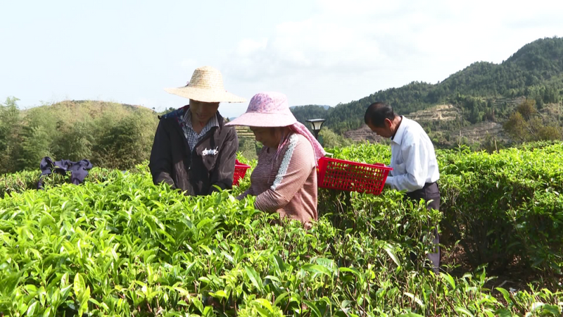 有关于大埔2家茶企入围全国茶业百强榜单的信息(1)