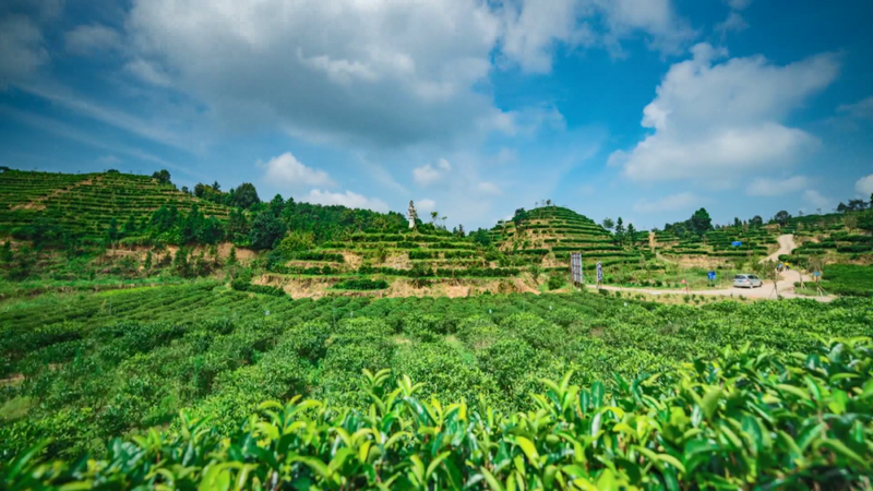 有关于大埔2家茶企入围全国茶业百强榜单的信息