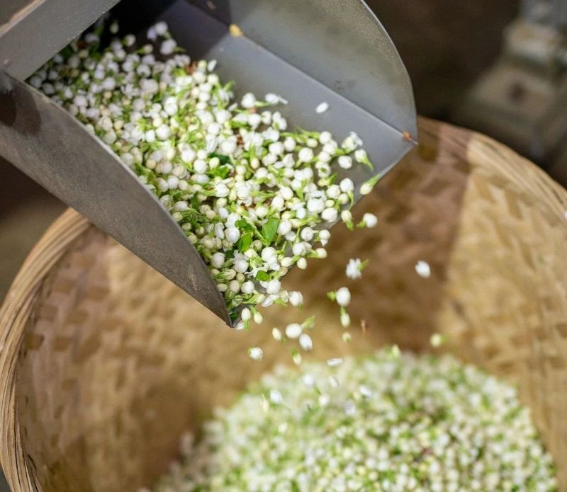 关于恭贺福州茉莉花茶窨制工艺成功入选世界非遗的内容(1)