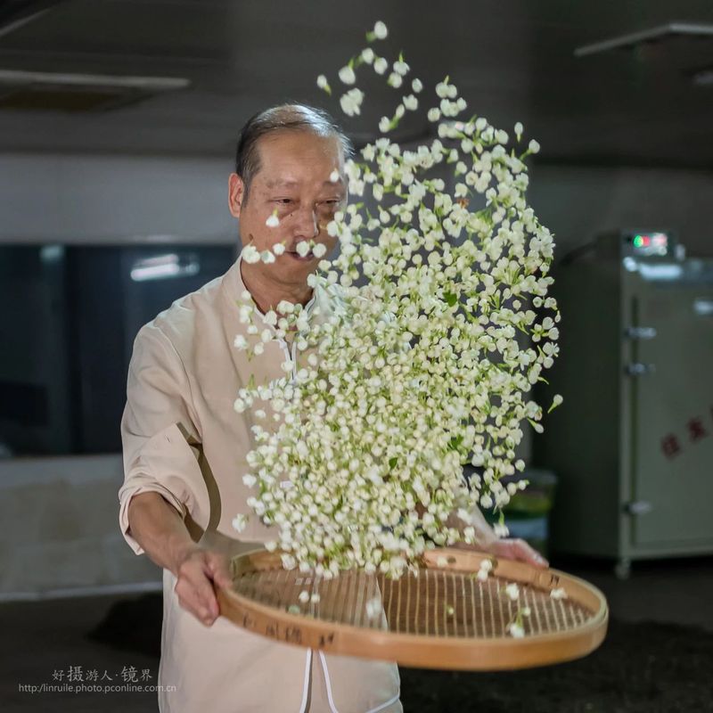 关于恭贺福州茉莉花茶窨制工艺成功入选世界非遗的内容(22)