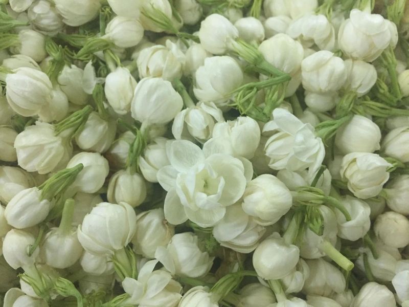 关于恭贺福州茉莉花茶窨制工艺成功入选世界非遗的内容(9)