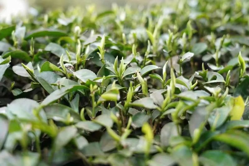 关于恭贺福州茉莉花茶窨制工艺成功入选世界非遗的内容