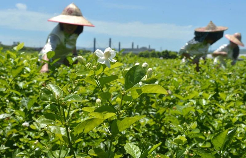 关于恭贺福州茉莉花茶窨制工艺成功入选世界非遗的内容(7)