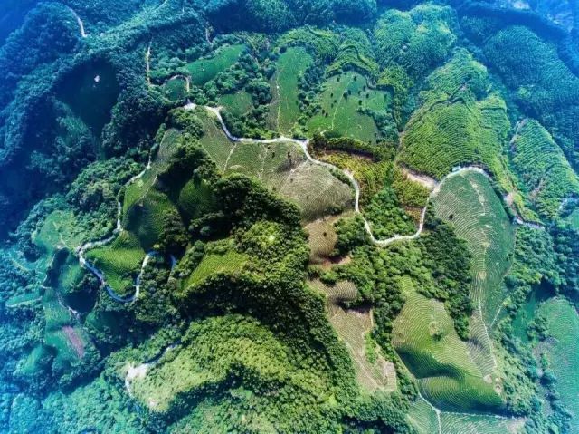 关于象棋山：冬季茶园管护，助力乡村振兴的相关内容(4)