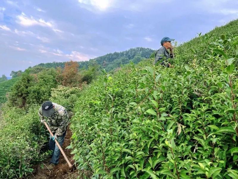 关于象棋山：冬季茶园管护，助力乡村振兴的相关内容