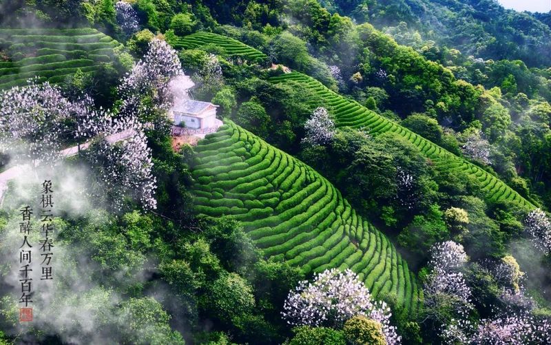关于象棋山：冬季茶园管护，助力乡村振兴的相关内容(5)