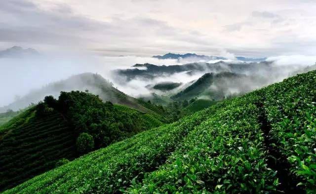 关于象棋山：冬季茶园管护，助力乡村振兴的相关内容(1)
