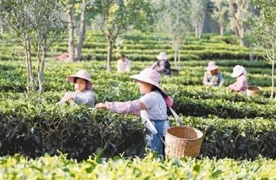 关于“陈年茶市场发展”“茶和天下 共享非遗”“三茶统筹发展高峰论坛”的最新消息