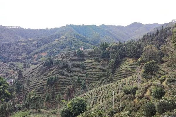 有关于广西苍梧：千年茶乡茶香世界的消息(1)